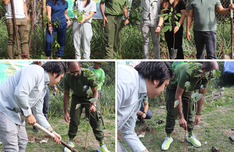 tree planting 2