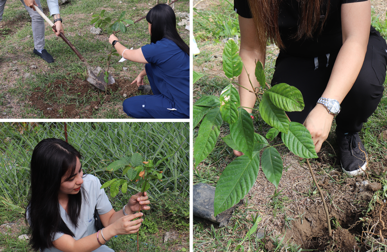 tree planting 3